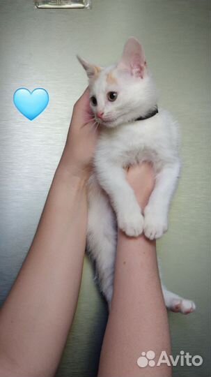 Котята домашние