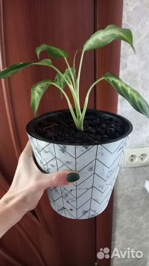 Диффенбахия камилла