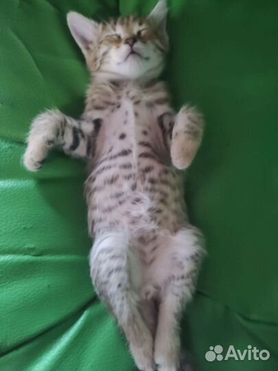 Отдам мальчика