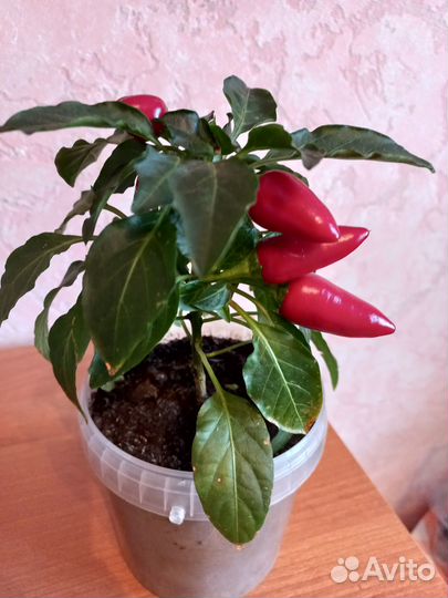 Перец острый комнатный