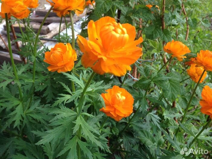 Ранние многолетники