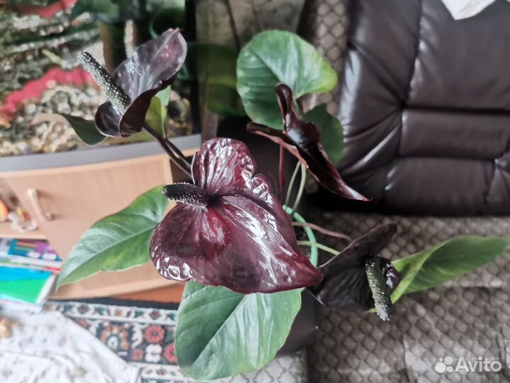 Антуриум черный дракон