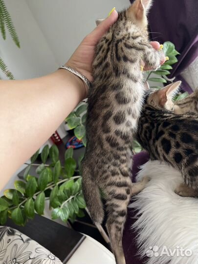 Бенгальская кошка