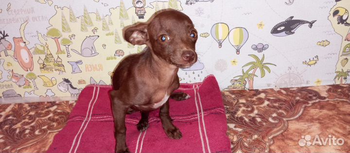 Маленькая собака