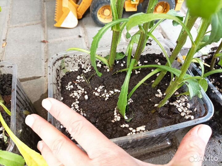 Ромашка махровая