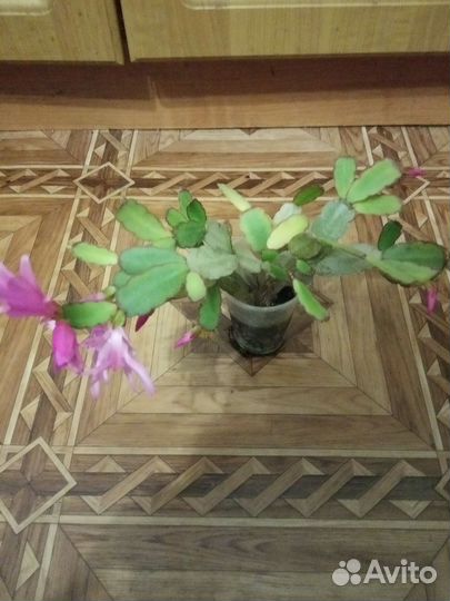 Сортовые декабристы