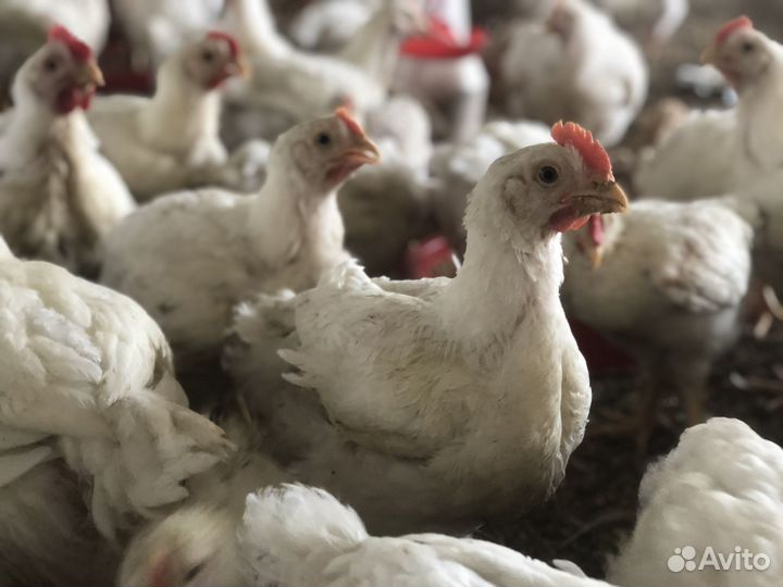Инвестиции в вольную птицу сельское хозяйство