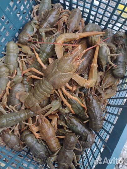 Живой рак средней градации 40-80г