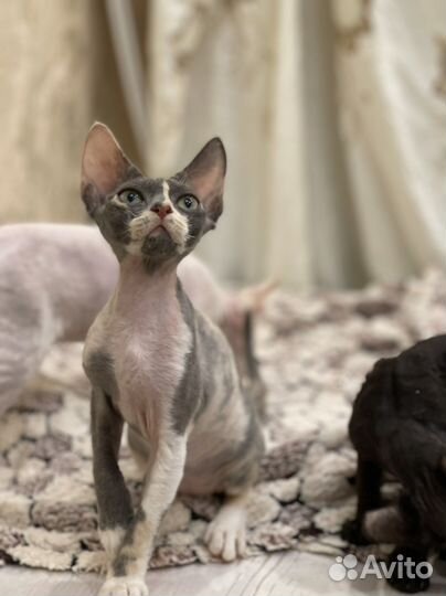 Девон-рекс кошка