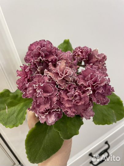 Фиалка сортовая