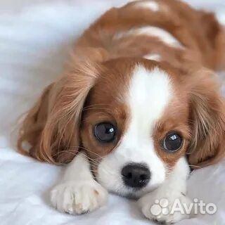 Передержка собак и кошек