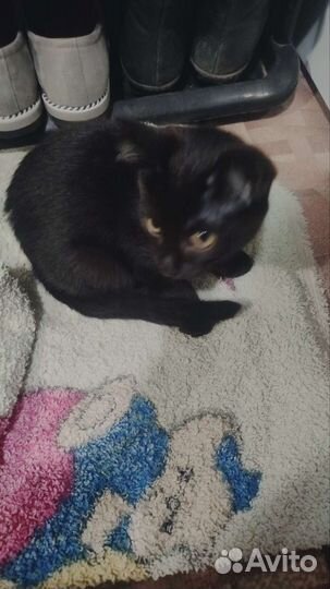 Кошка 4 месяца