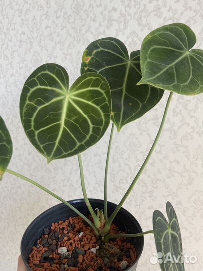 Филодендрон ринг оф файер и антуриум кларинервиум