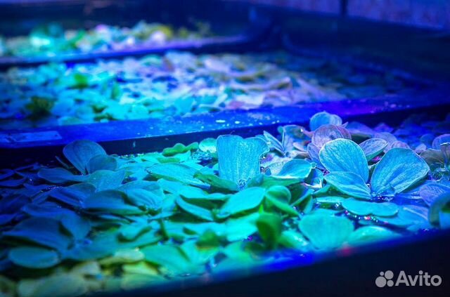 Пистия, эйхорния, лимнобиум