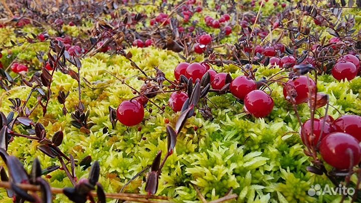 Клюква свежая