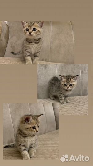 Шотландские котята