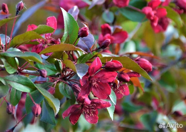 Саженцы яблони Ред пешн