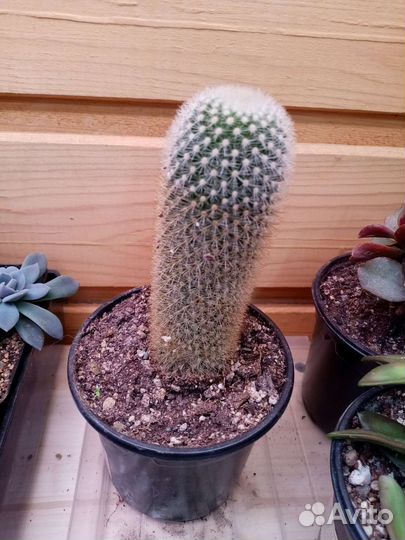 Суккуленты