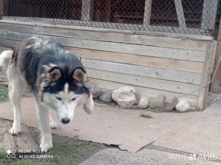 Отдам в добрые руки хаски добрую ласковую верный