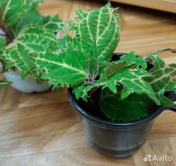 Черенки колеусов