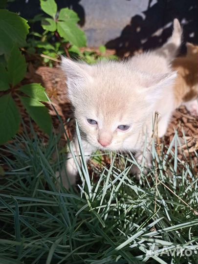 Замечательные котятки ищут дом