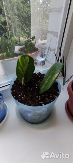 Замиокулькас