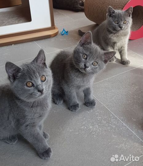 Котятки в добрые руки