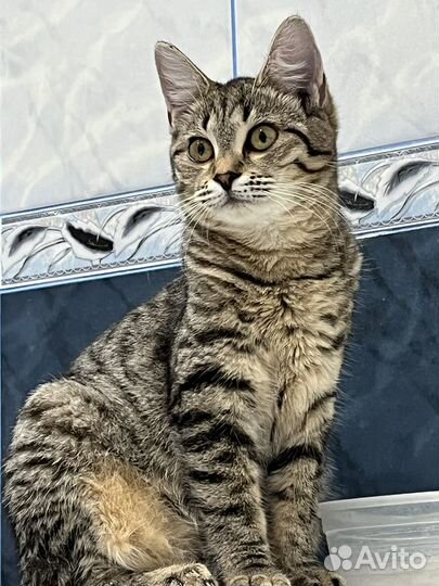 Обыкновенная кошка пятнистая пол года