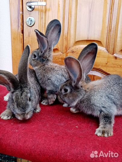 Кролик