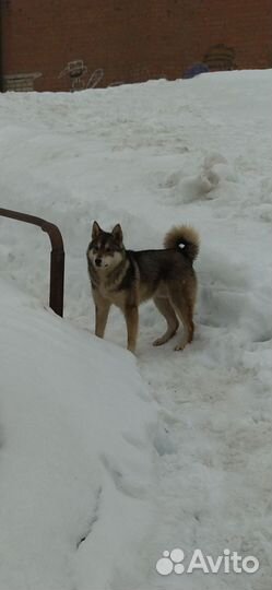 Западно сибирская лайка