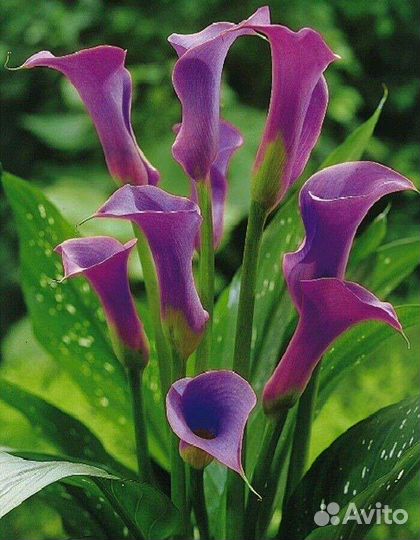 Клубни каллы