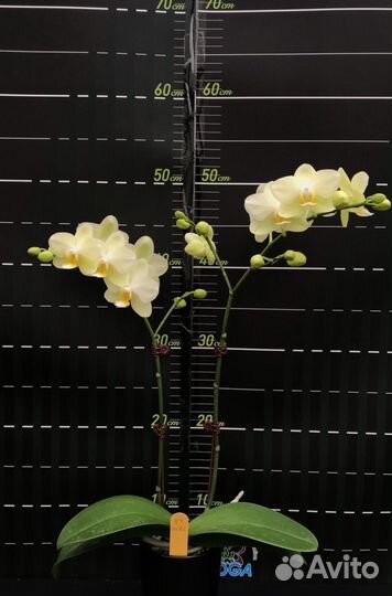 Фаленопсис мультифлора
