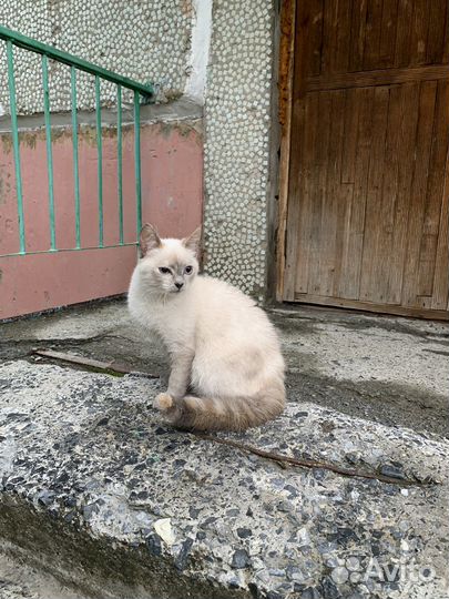 Сибирская кошка