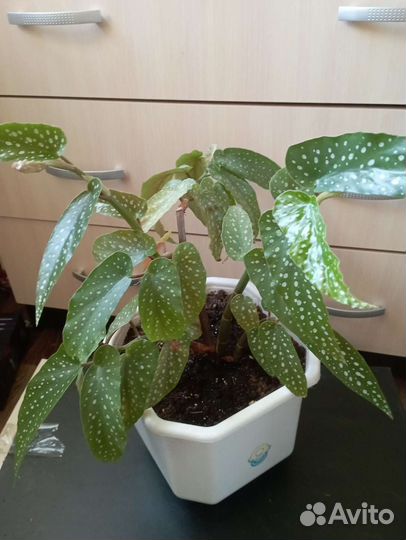 Макулата бегония