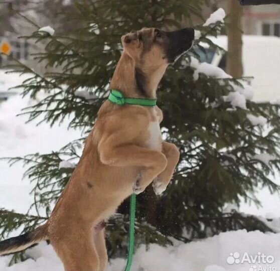 Щенок в добрые руки бесплатно