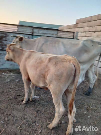 Корова с теленком