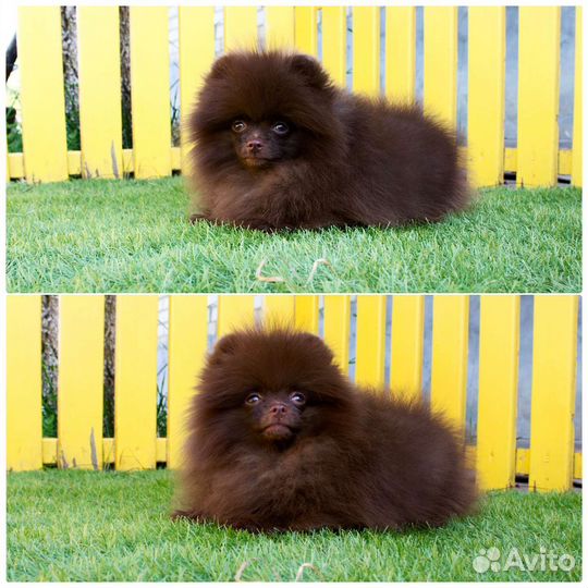 Померанский шпиц карликовый