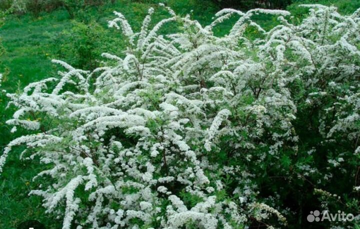 Форзиция, Пузыреплодник, Чубушник, Спиреи