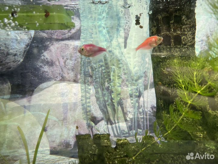Аквариум для рыб 80л