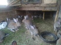 Кролики мясных пород Булгаково