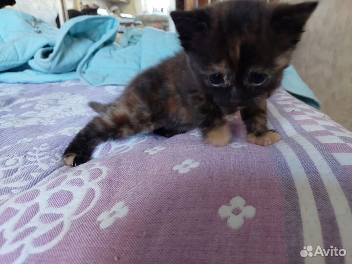 Кошка в дар бесплатно