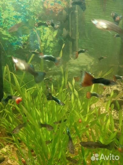 Рыбки (гуппи)