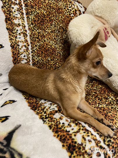 Вязка собак джек рассел-бигль