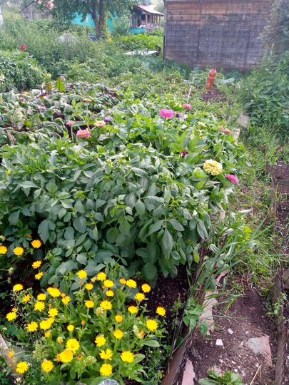 Дача 10 м² на участке 4 сот.