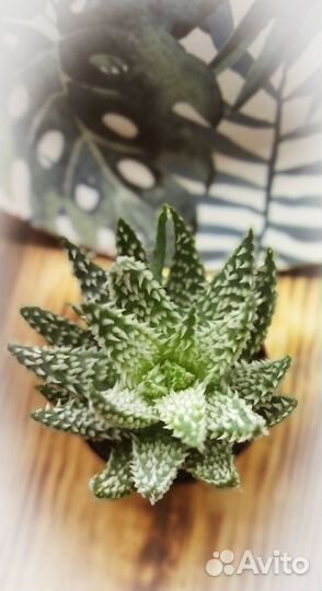 Алое Humilis Shark (Алое Акула)