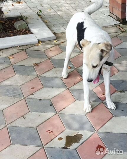 Отдам в добрые руки