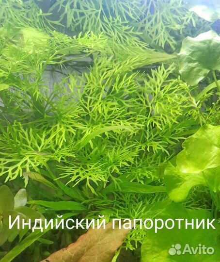 Аквариумные растения, прополка, гуппи