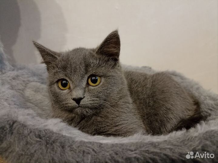 Кошечка котенок 4 мес