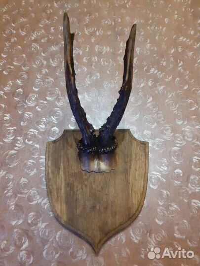 Рога косули, лося