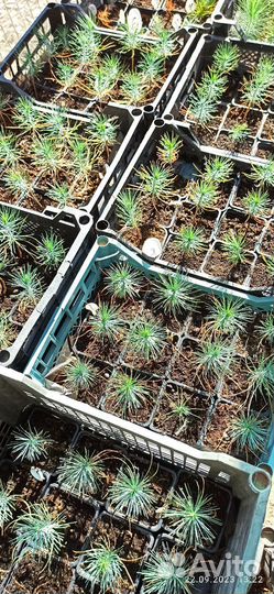 Сеянец Сосны